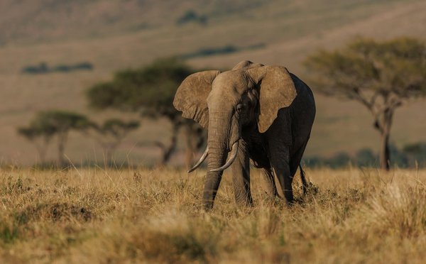 Comment organiser un safari photo pour capturer les Big Five en Afrique du Sud?